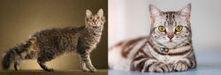 LaPerm vs American Shorthair - Breed Comparison