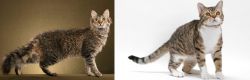 LaPerm vs American Wirehair - Breed Comparison