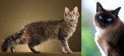 LaPerm vs Applehead Siamese - Breed Comparison