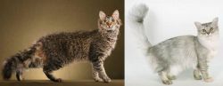 LaPerm vs Asian Semi-Longhair - Breed Comparison