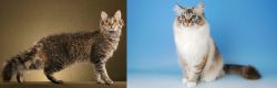 LaPerm vs Birman - Breed Comparison