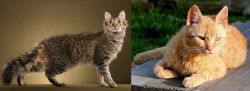 LaPerm vs Brazilian Shorthair - Breed Comparison