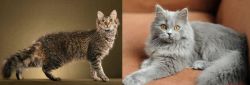 LaPerm vs British Semi-Longhair - Breed Comparison