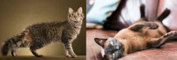 LaPerm vs Burmese - Breed Comparison