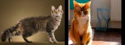 LaPerm vs Chausie - Breed Comparison
