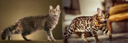 LaPerm vs Cheetoh - Breed Comparison