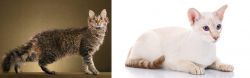 LaPerm vs Colorpoint Shorthair - Breed Comparison