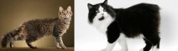 LaPerm vs Cymric - Breed Comparison