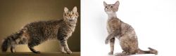 LaPerm vs Devon Rex - Breed Comparison