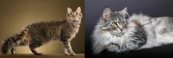 LaPerm vs Domestic Longhaired Cat - Breed Comparison