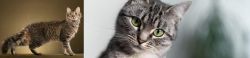 LaPerm vs Domestic Shorthaired Cat - Breed Comparison