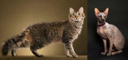 LaPerm vs Don Sphynx - Breed Comparison