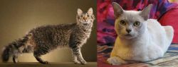 LaPerm vs European Burmese - Breed Comparison
