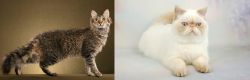LaPerm vs Exotic Shorthair - Breed Comparison