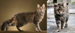 LaPerm vs Farm Cat - Breed Comparison
