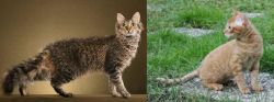 LaPerm vs German Rex - Breed Comparison