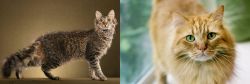 LaPerm vs Ginger Tabby - Breed Comparison