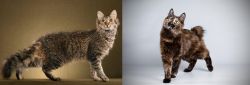 LaPerm vs Japanese Bobtail - Breed Comparison