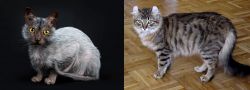 Lykoi vs American Curl - Breed Comparison