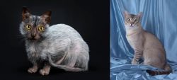 Lykoi vs American Keuda - Breed Comparison