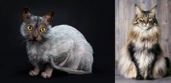 Lykoi vs American Longhair - Breed Comparison