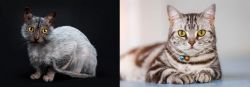 Lykoi vs American Shorthair - Breed Comparison