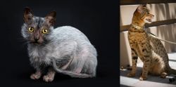 Lykoi vs Ashera - Breed Comparison