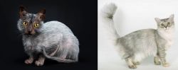 Lykoi vs Asian Semi-Longhair - Breed Comparison