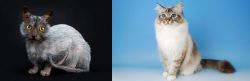 Lykoi vs Birman - Breed Comparison