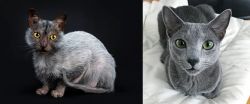 Lykoi vs Blue Russian - Breed Comparison