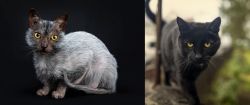 Lykoi vs Bombay - Breed Comparison