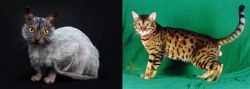 Lykoi vs Bristol - Breed Comparison