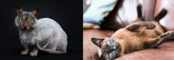Lykoi vs Burmese - Breed Comparison