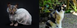 Lykoi vs Calico - Breed Comparison