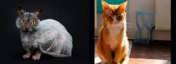 Lykoi vs Chausie - Breed Comparison