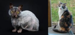 Lykoi vs Dilute Calico - Breed Comparison