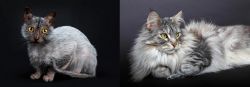 Lykoi vs Domestic Longhaired Cat - Breed Comparison
