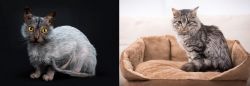 Lykoi vs Domestic Mediumhair - Breed Comparison