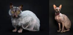 Lykoi vs Don Sphynx - Breed Comparison