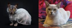 Lykoi vs European Burmese - Breed Comparison