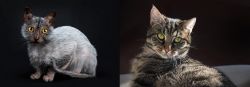 Lykoi vs European Shorthair - Breed Comparison