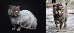 Lykoi vs Farm Cat - Breed Comparison