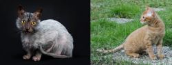 Lykoi vs German Rex - Breed Comparison