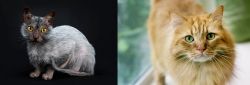 Lykoi vs Ginger Tabby - Breed Comparison