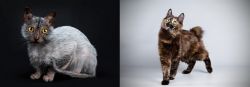 Lykoi vs Japanese Bobtail - Breed Comparison