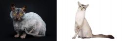 Lykoi vs Javanese - Breed Comparison