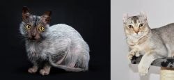Lykoi vs Jungle-Curl - Breed Comparison