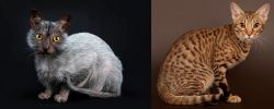 Lykoi vs Ocicat - Breed Comparison