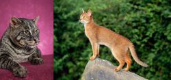 Machbagral vs Abyssinian - Breed Comparison