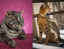 Machbagral vs Ashera - Breed Comparison